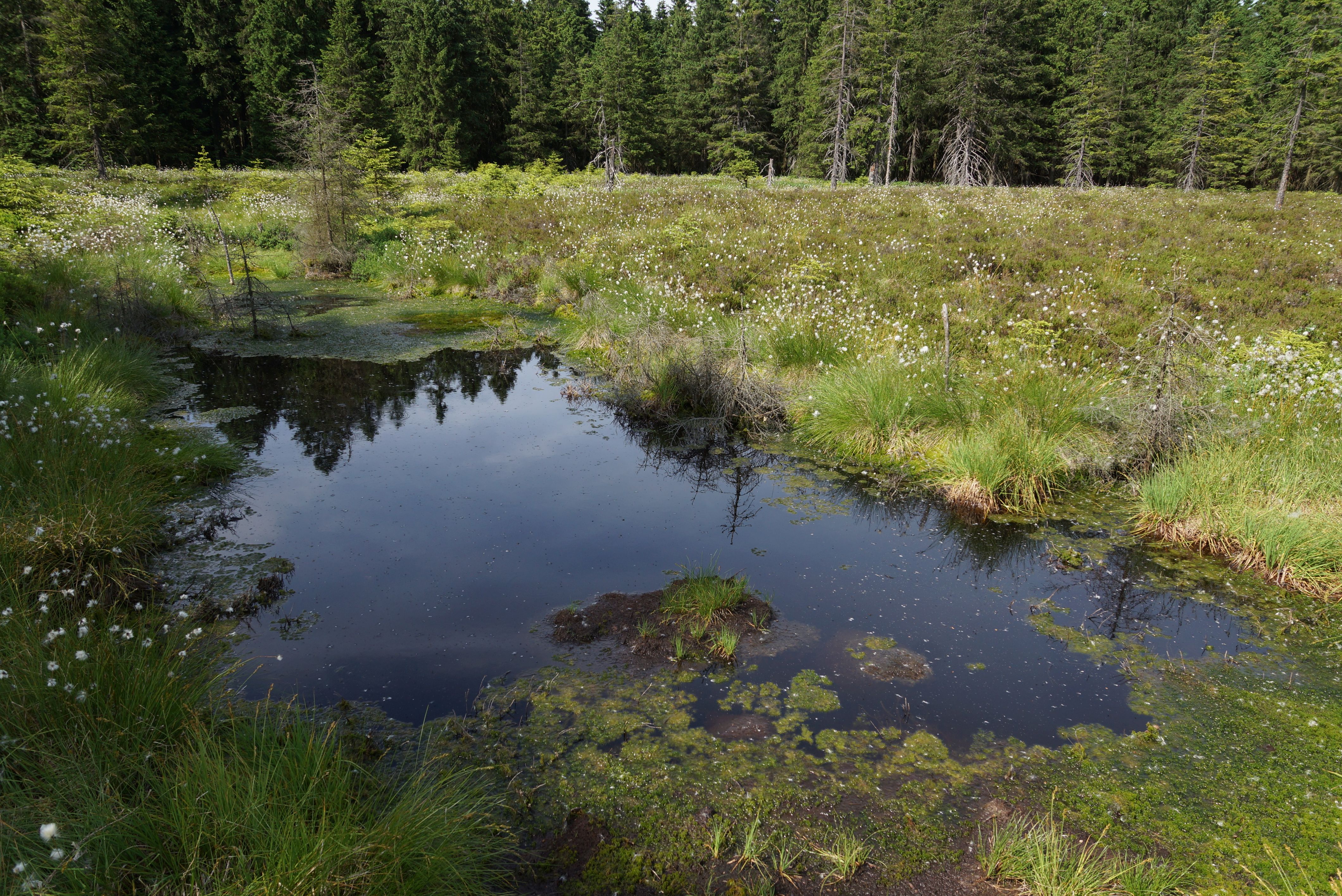 Schützenbergmoor im Thüringer Wald – Moortümpel mit Wollgras